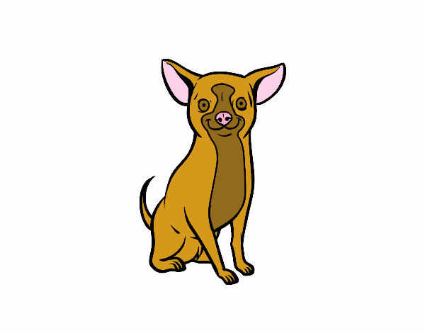 Perro chihuahua