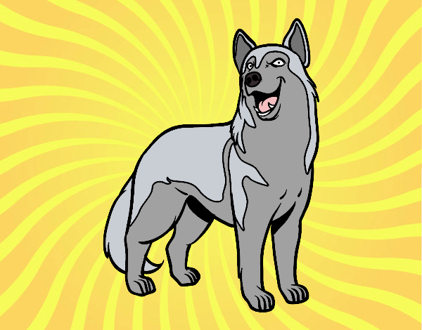 Perro balto