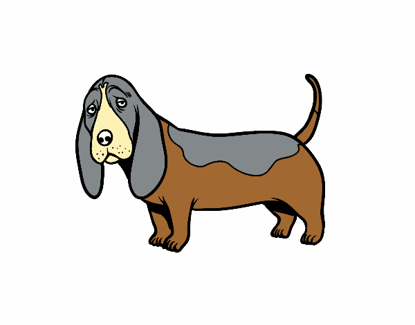 Un Basset hound