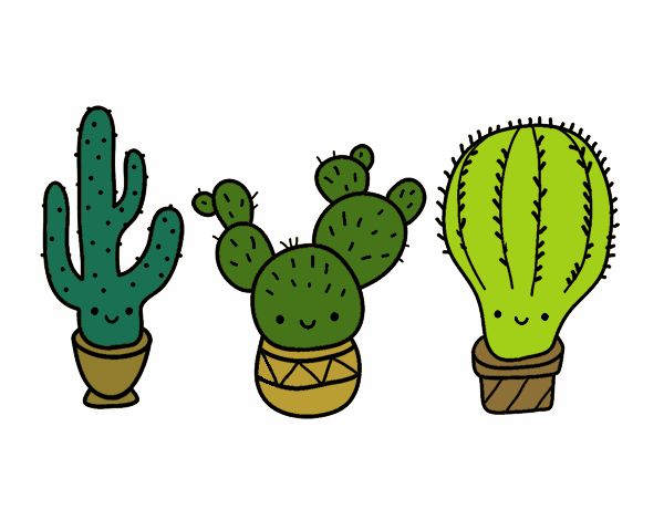 3 mini cactus