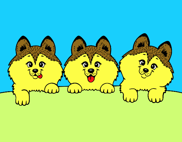 3 perritos