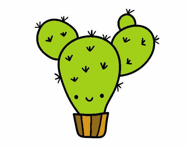 Cactus nopal