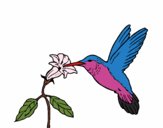 Colibrí y una flor