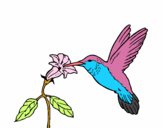 Colibrí y una flor