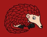 Pangolin