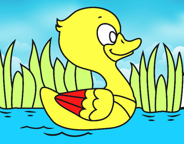 Patito de río