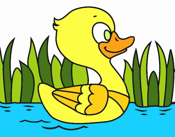 Patito de río