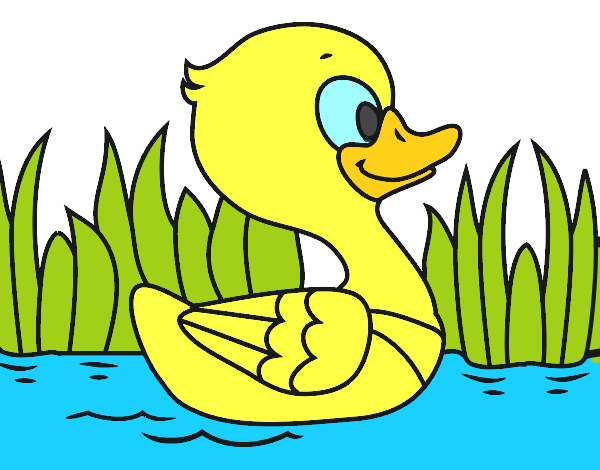 Patito de río