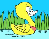 Patito de río