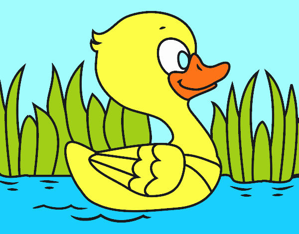 Patito de río