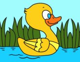 Patito de río