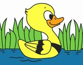 Patito de río