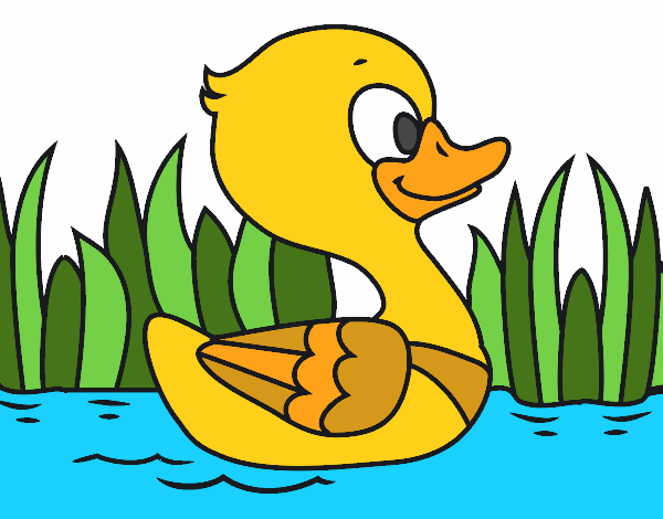 Patito de río