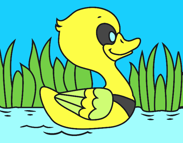 Patito de río