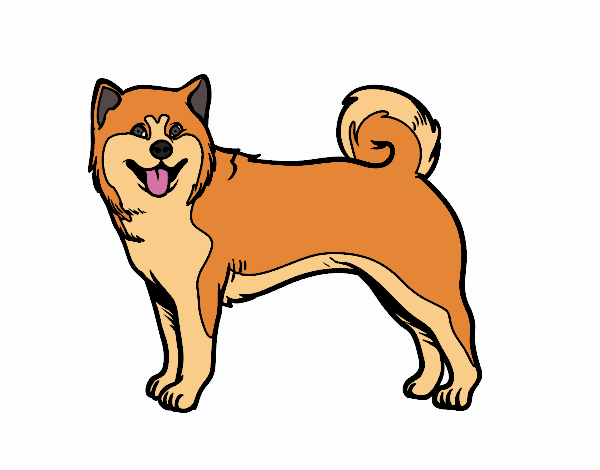 Perro Akita Inu