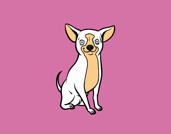 Perro chihuahua