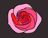 Flor de rosa