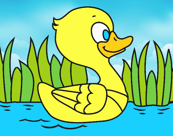 Patito de río