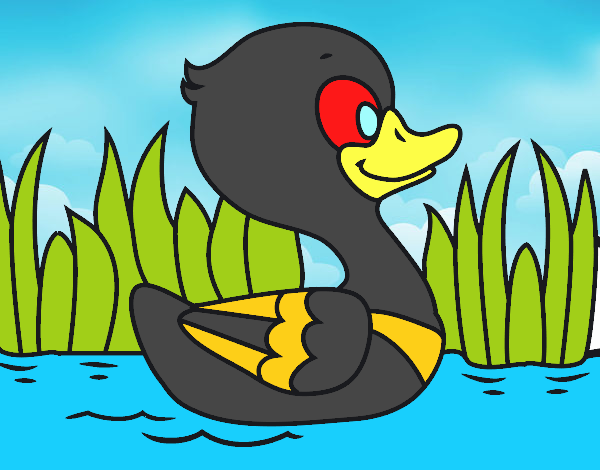 Patito de río