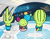 3 mini cactus