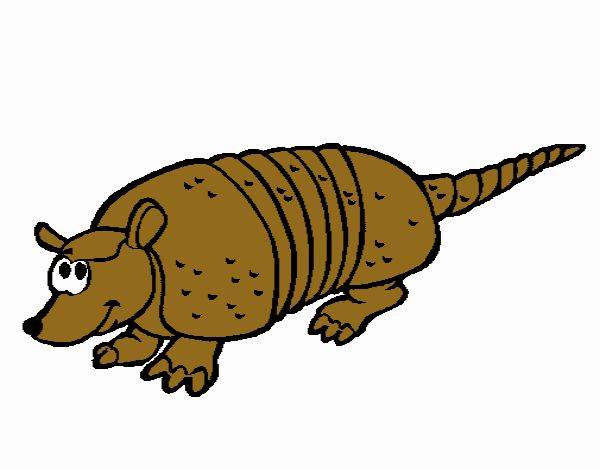 Armadillo