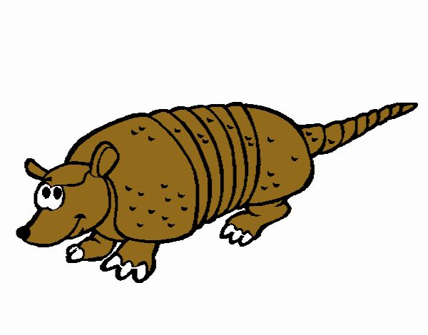 Armadillo