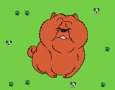 Chow Chow