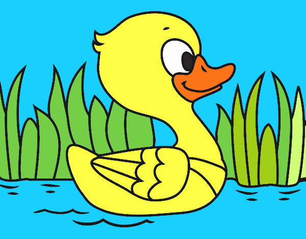 Patito de río