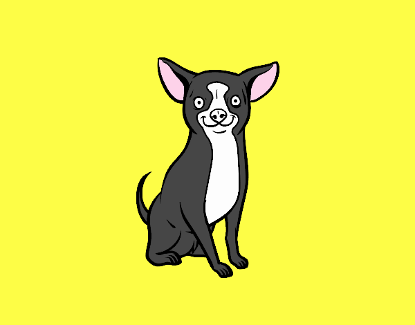 Perro chihuahua