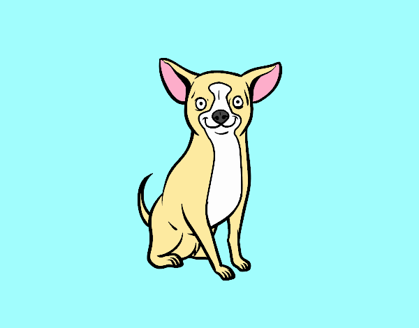 Perro chihuahua