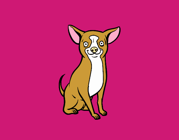 Perro chihuahua