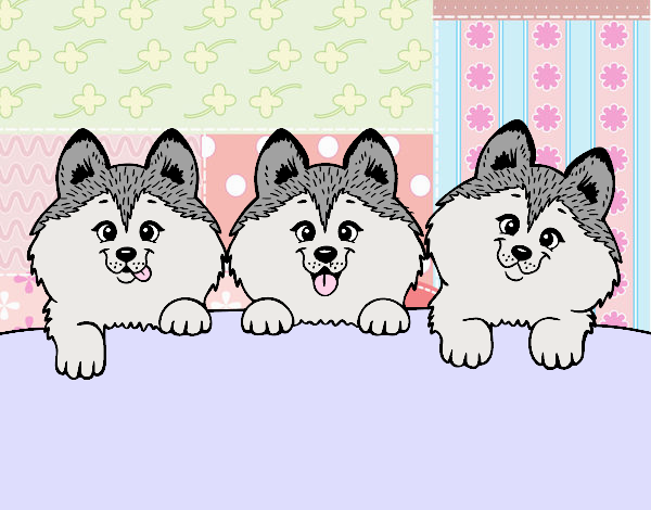 3 perritos