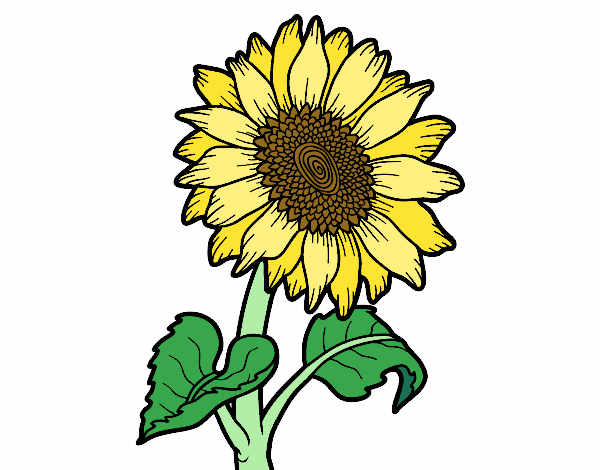 dibujo de girasol 