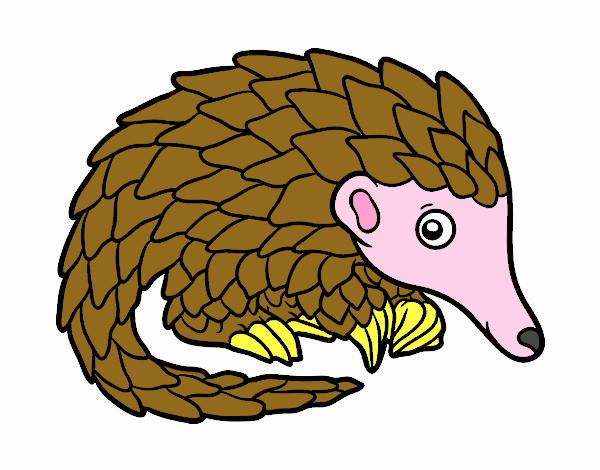 Pangolin