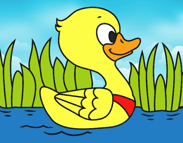 Patito de río