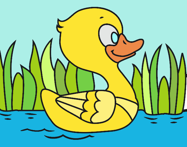 Patito de río