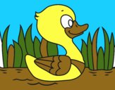 Patito de río