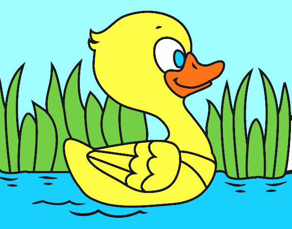 Patito de río