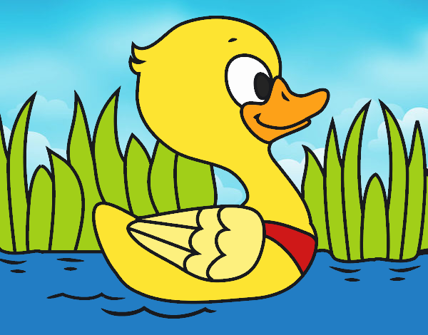 Patito de río