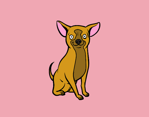 Perro chihuahua