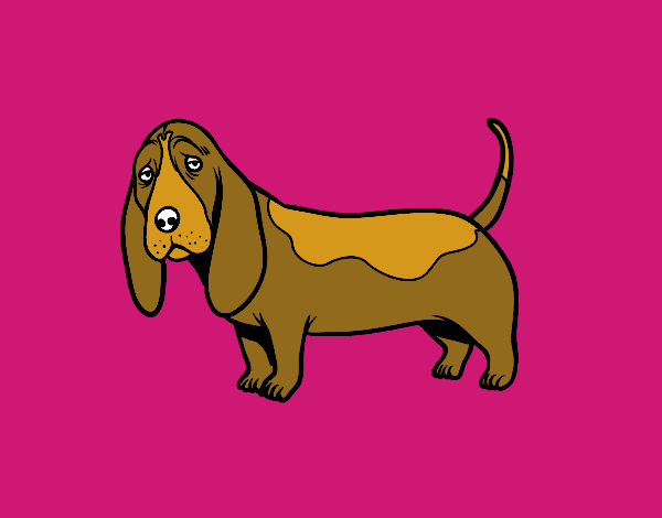 Un Basset hound