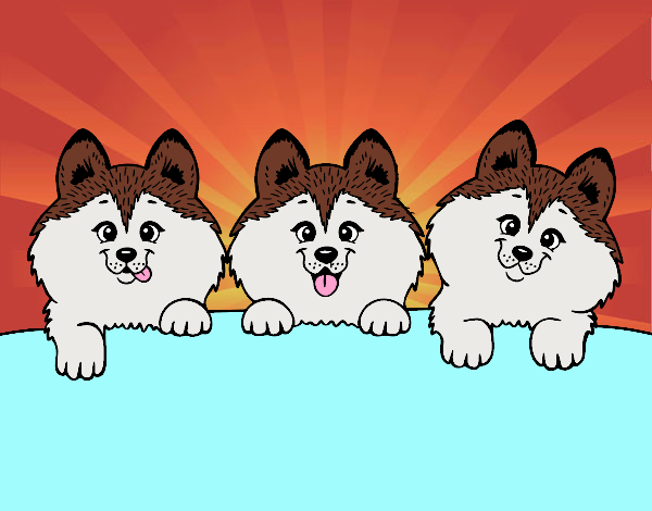 3 perritos