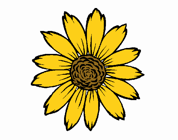 Girasol