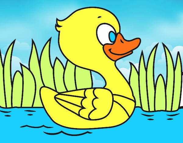 Patito de río