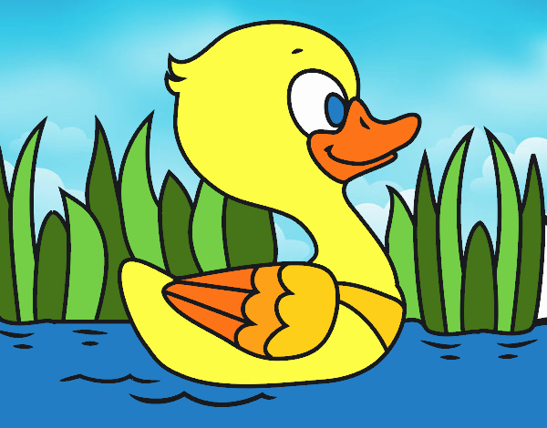 Patito de río