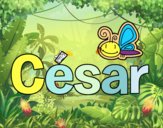 César