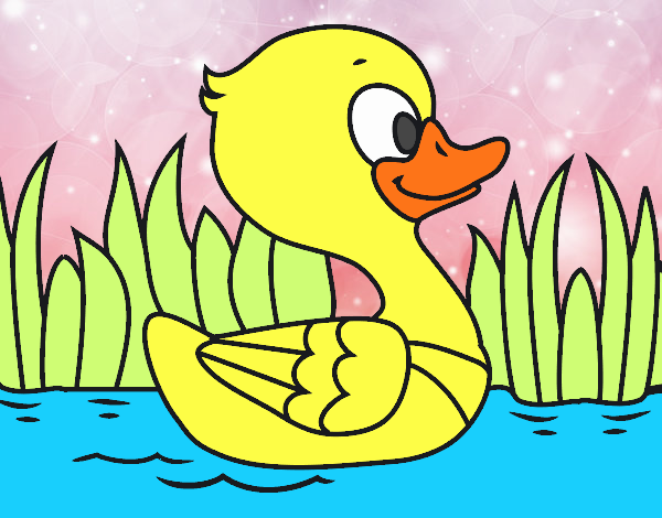 Patito de río