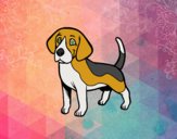 Perro Beagle