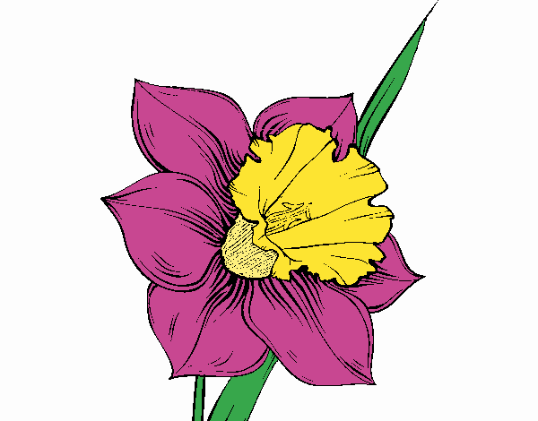 Flor de narciso