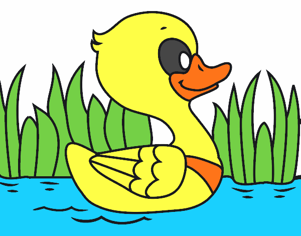 Patito de río